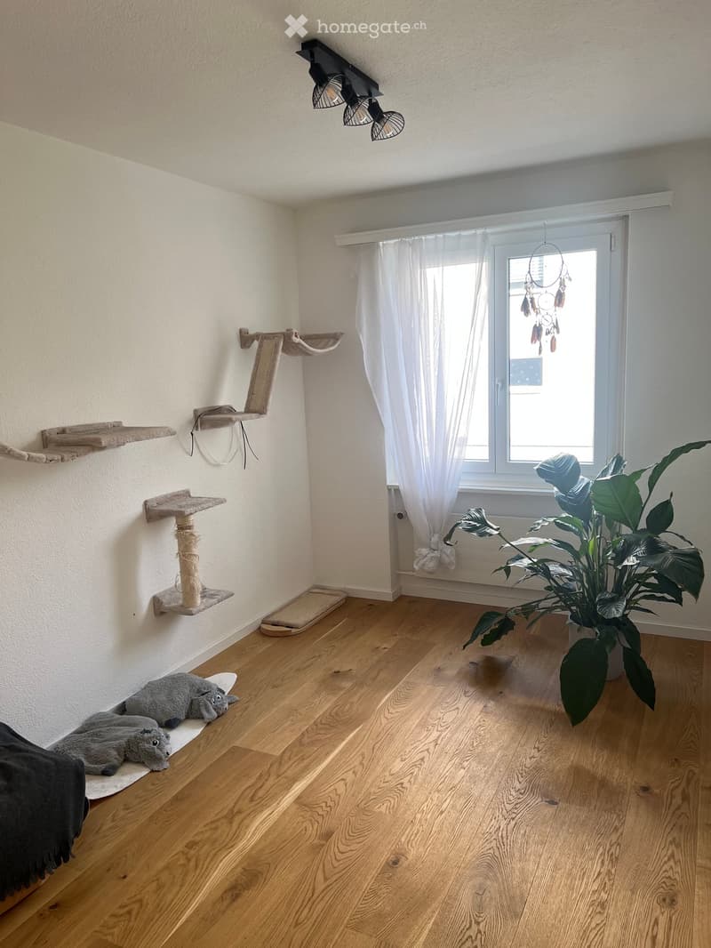 A well-lit room with wooden flooring, a large window with white curtains, a cat tree with multiple shelves, a cat bed, a large leafy plant, and a dreamcatcher hanging from the window.