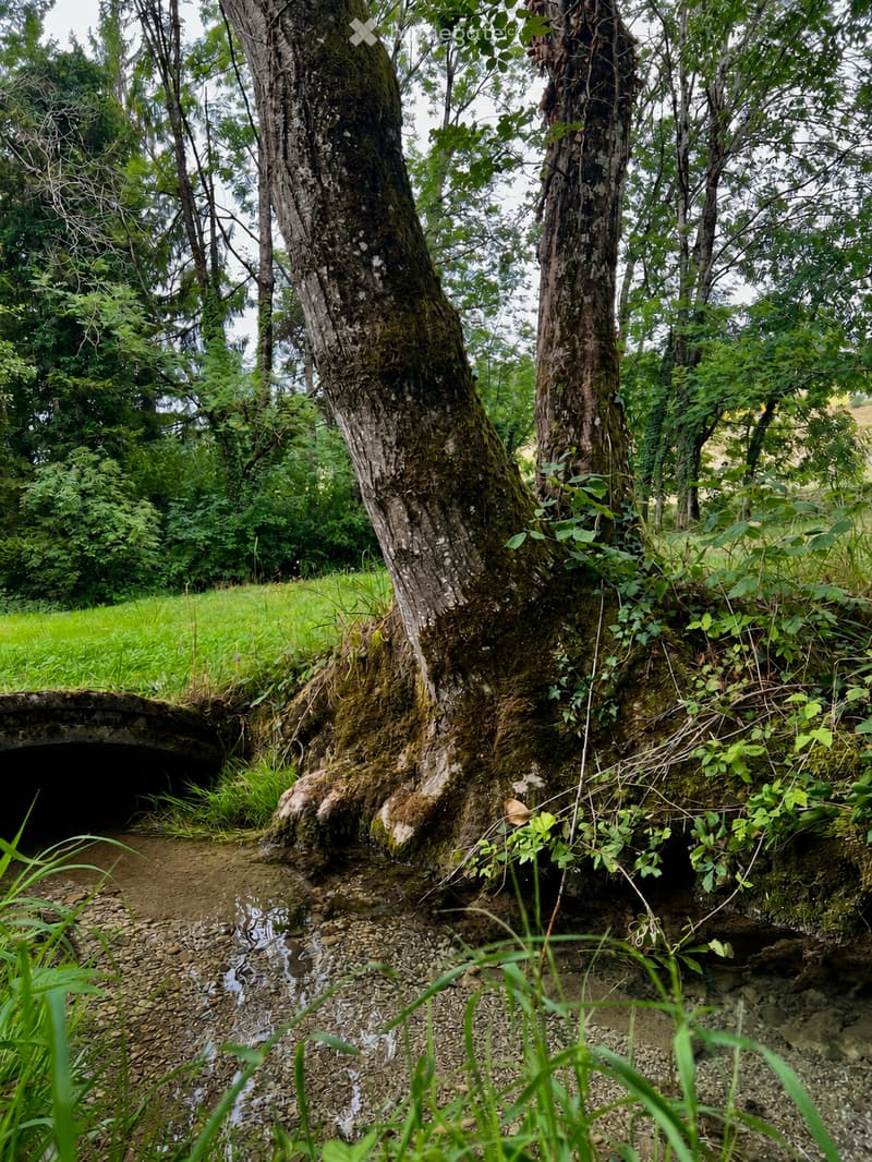 A serene outdoor area with a moss-covered tree trunk, a small stream running through a rocky bed, and lush greenery surrounding the scene.
