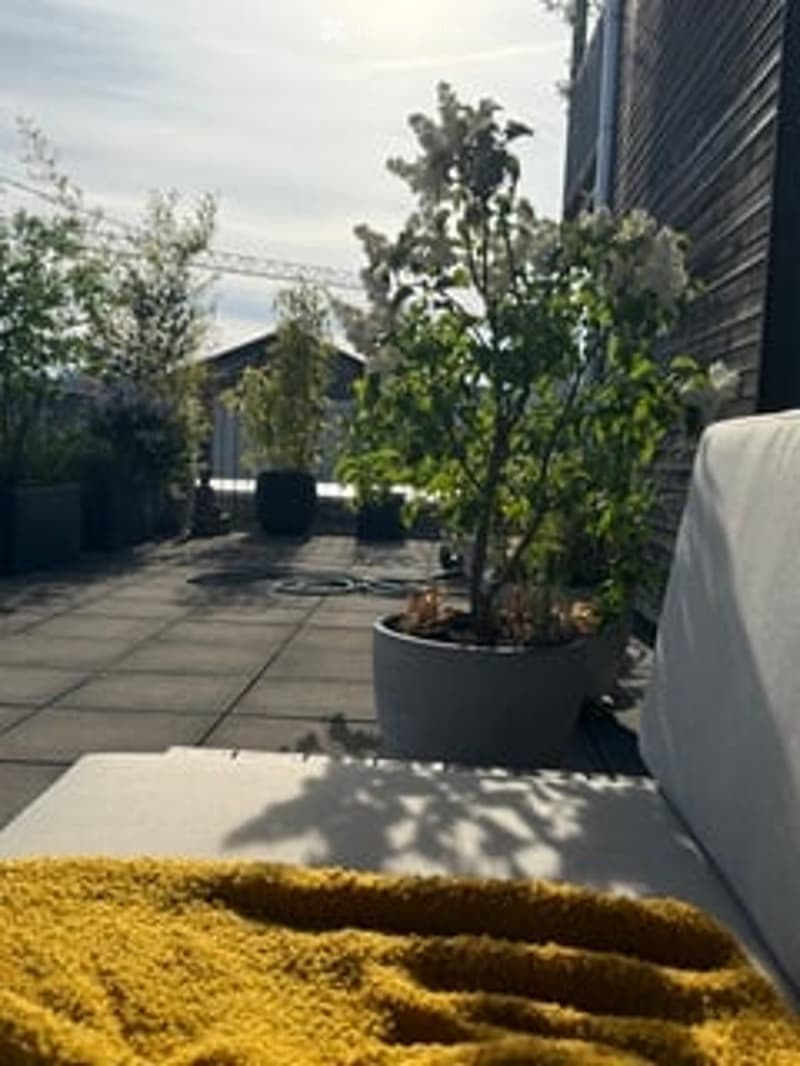 A sunny outdoor patio with a potted tree, a yellow blanket on a couch, and a wooden deck.