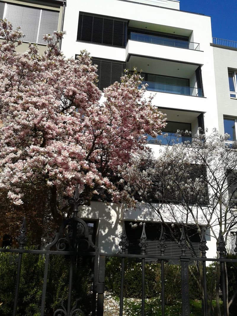Modern white multi-story building with large windows and balconies, surrounded by blooming pink magnolia trees and a black wrought-iron fence.