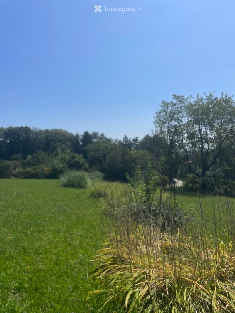 large green field, trees, shrubs, bushes, blue sky