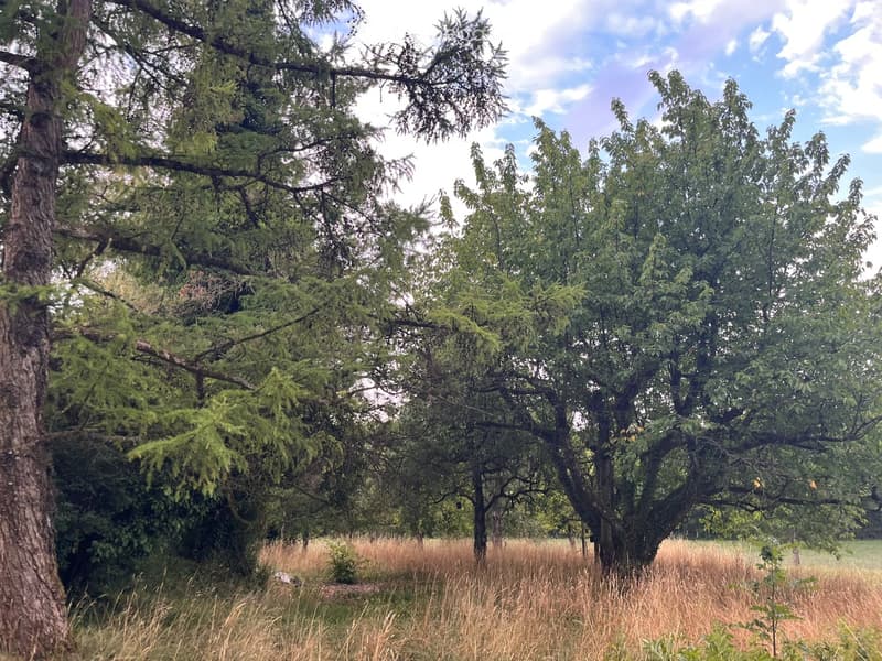 A serene outdoor area with tall trees and a grassy field under a partly cloudy sky.