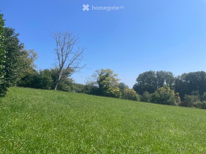 large green grass field with trees in background under a blue sky