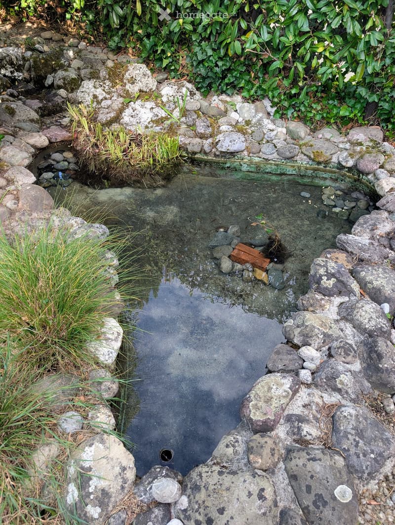 A small, natural pond surrounded by rocks and greenery, with a small wooden plank inside the water.