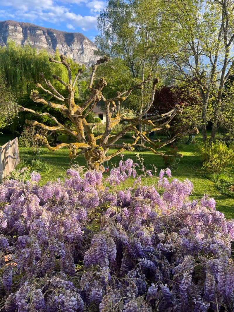 Garden with a large, old tree and vibrant purple wisteria flowers, surrounded by green grass and trees, with a mountain view in the background.