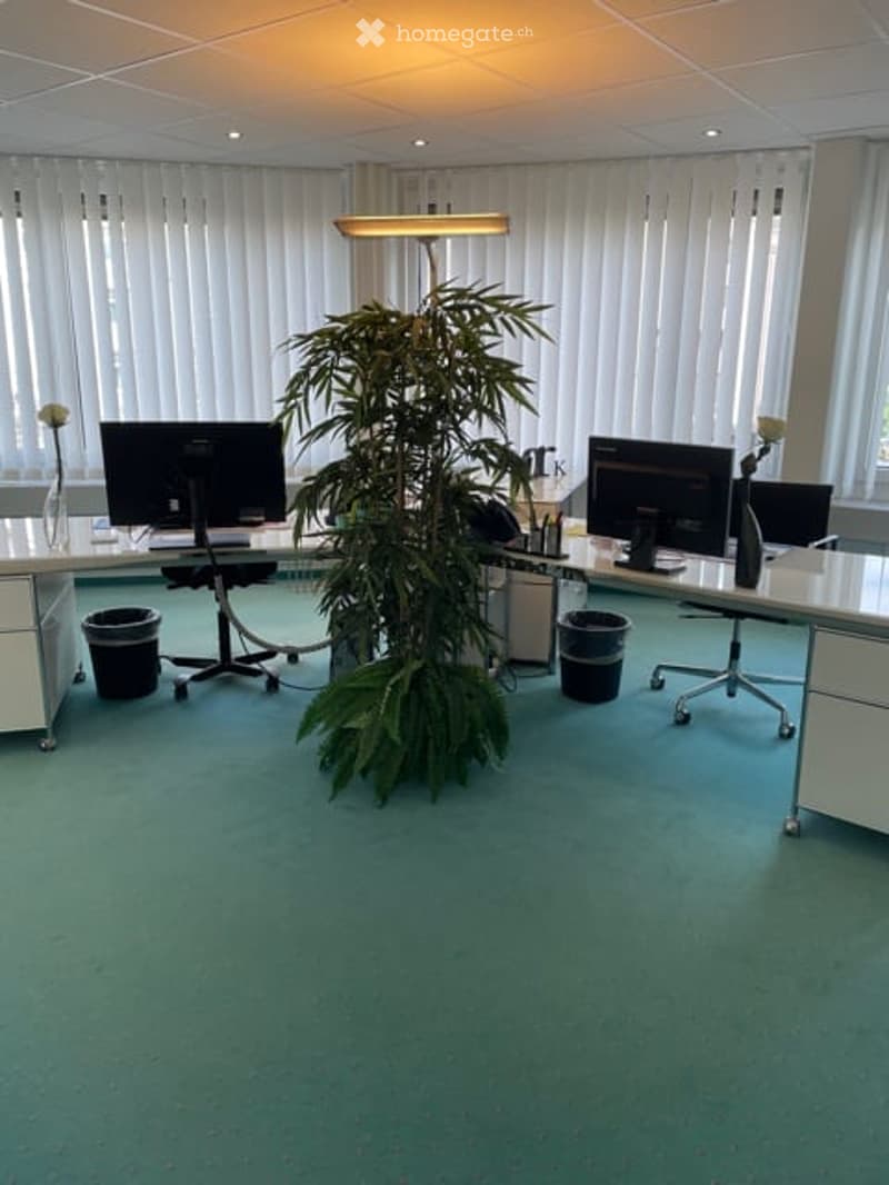 Two computer desks in an office, computer on desks, trash bins, a plant, vertical blinds
