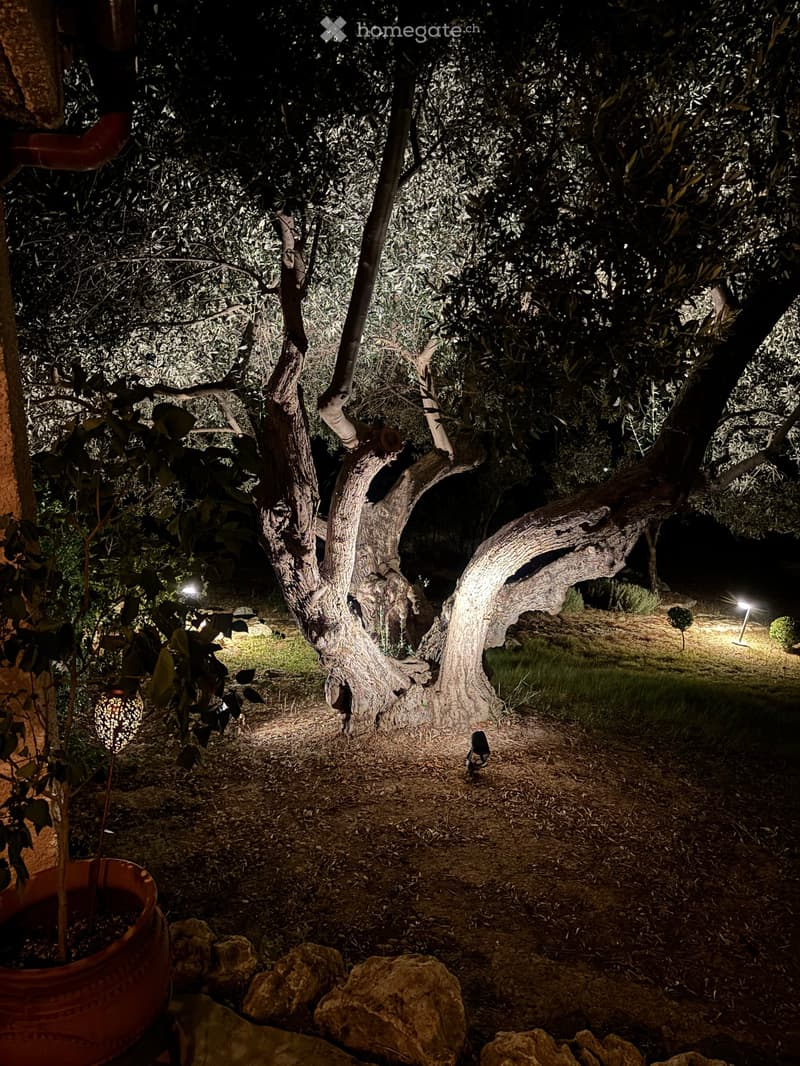 Nighttime garden scene with a large tree, pathway, scattered rocks, and small decorative lights.