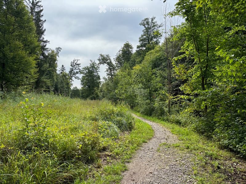 A gravel path winds through a lush, green forest area with tall trees and wildflowers on either side.