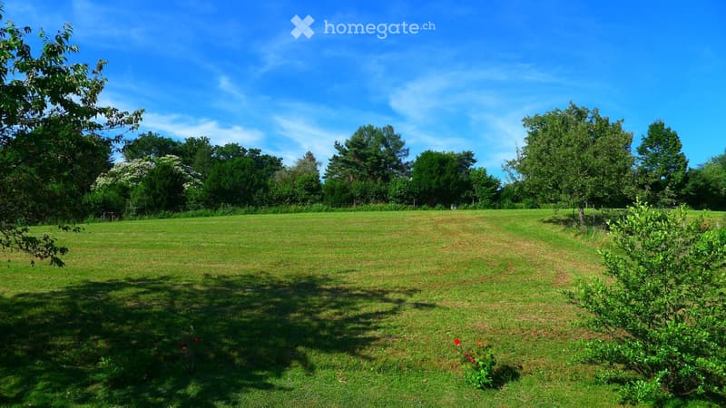 large open field, green grass, trees, bushes, clear blue sky