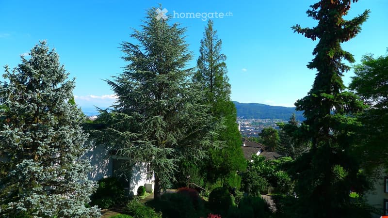 garden with trees, bushes, and plants, view of the city