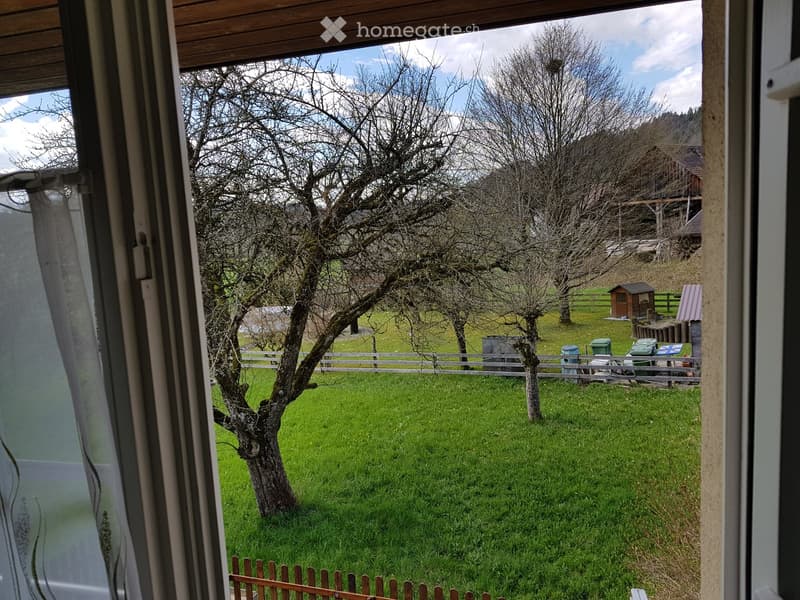 View from a window showing a grassy yard with a tree, wooden fence, and small shed in the background.