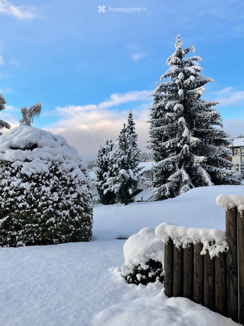 snow covered garden, hedges, trees, snow