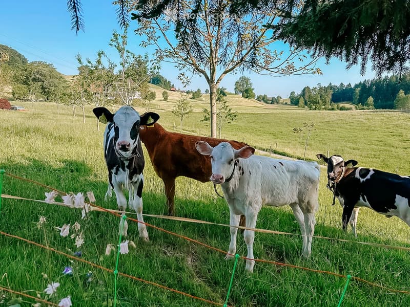 Green grassy area, fenced, cows are standing