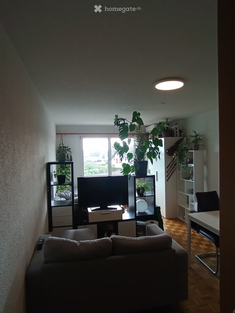 A cozy living room with a grey sofa, a small table, a chair, shelves with plants, and a television. The room has wooden flooring and large windows letting in natural light.