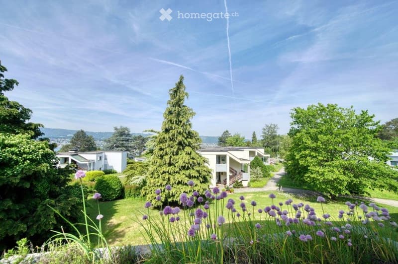Lawn with purple flowers, bushes, trees, houses, clear blue sky