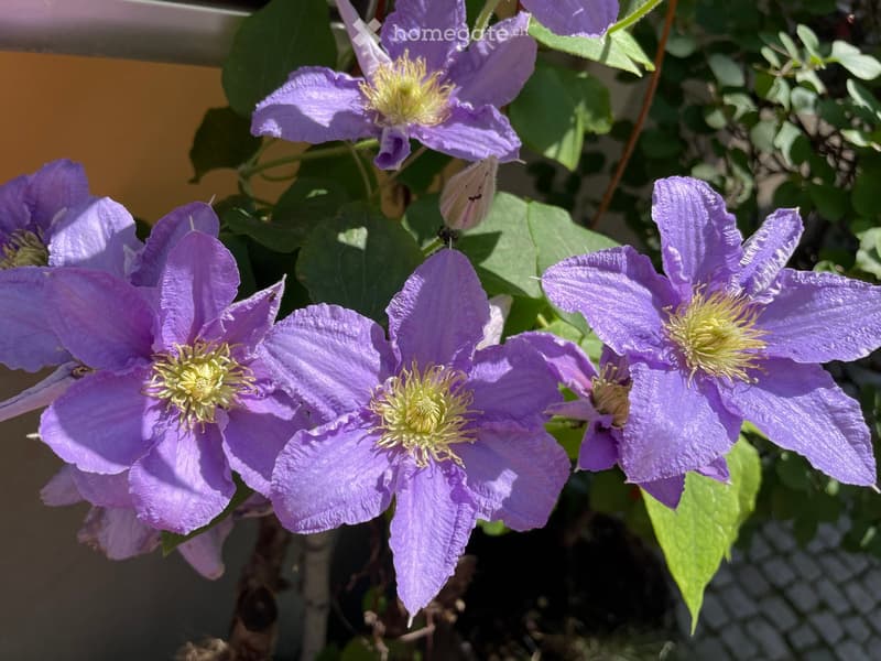 A close-up view of several purple clematis flowers with yellow centers, and green leaves