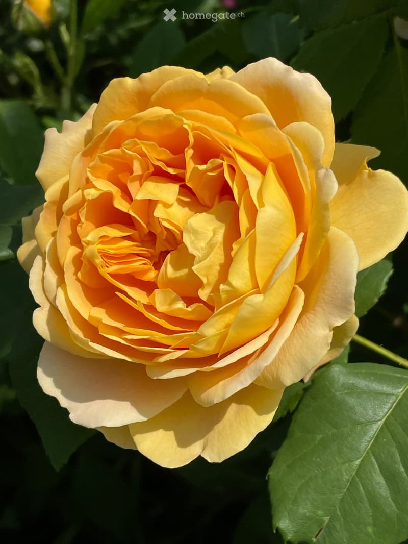 A vibrant yellow rose flower in full bloom, with petals arranged in concentric circles.