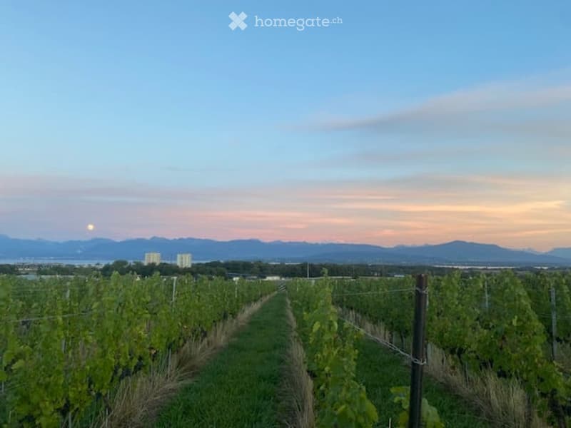 Vineyard rows with lush green foliage, distant mountains, and a serene sunset sky.