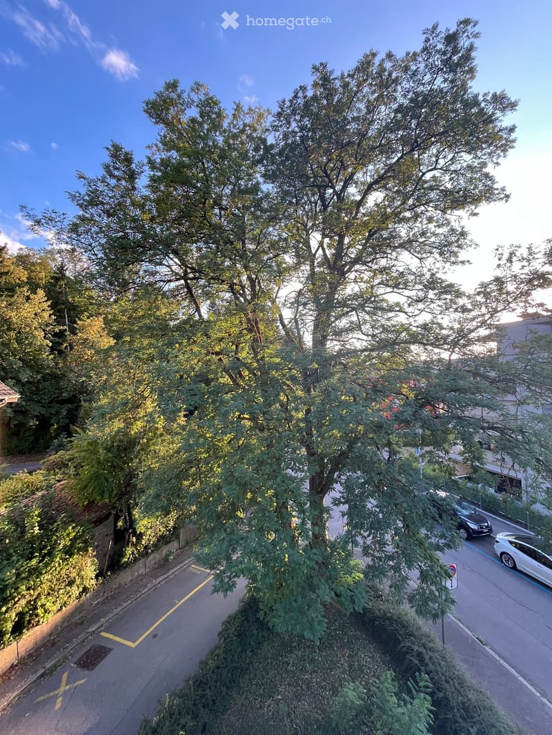 A view of a parking area surrounded by tall trees, with a few parked cars visible in the background.
