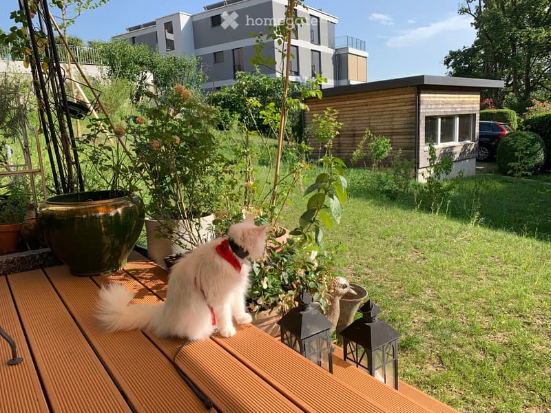 Garden area with a wooden bench, potted plants, lanterns, and a white cat wearing a red collar. Background includes a modern building and a small wooden shed.