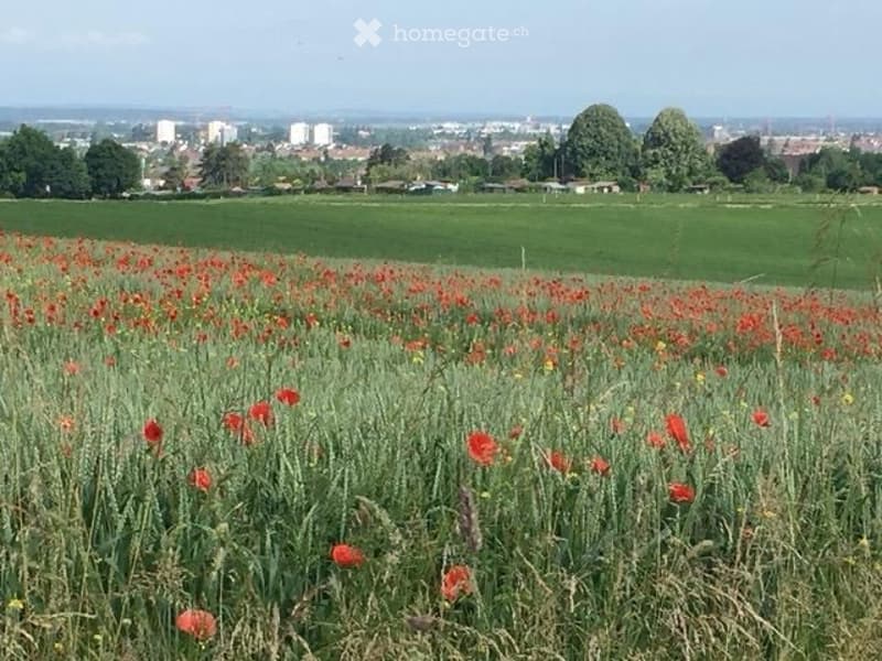 A field of red poppies in full bloom, surrounded by green grass and trees, with a distant cityscape visible in the background.