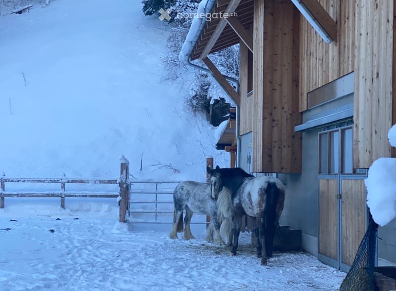 Two horses stand near a wooden stable in a snowy outdoor area, surrounded by a wooden fence and snow-covered ground.