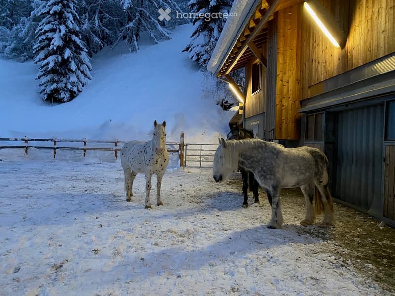 Three horses stand in a snowy outdoor area near a wooden stable, surrounded by snow-covered trees and a wooden fence.