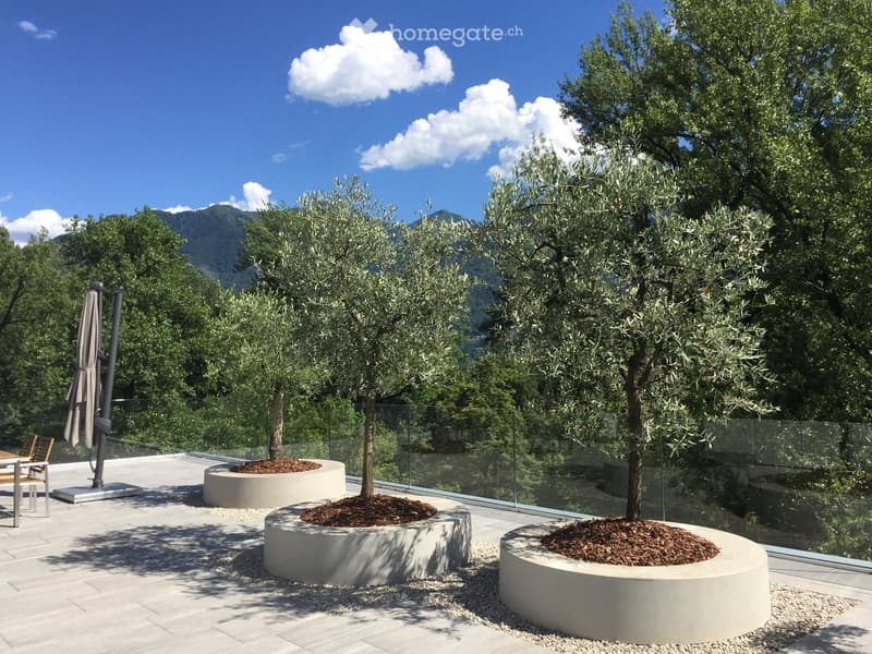 A modern outdoor patio with olive trees in circular planters, a glass railing, and a dining set with a table and chairs.