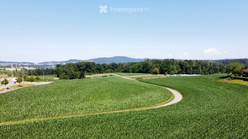 A wide, green agricultural field with rows of crops, surrounded by trees and distant hills under a clear blue sky.
