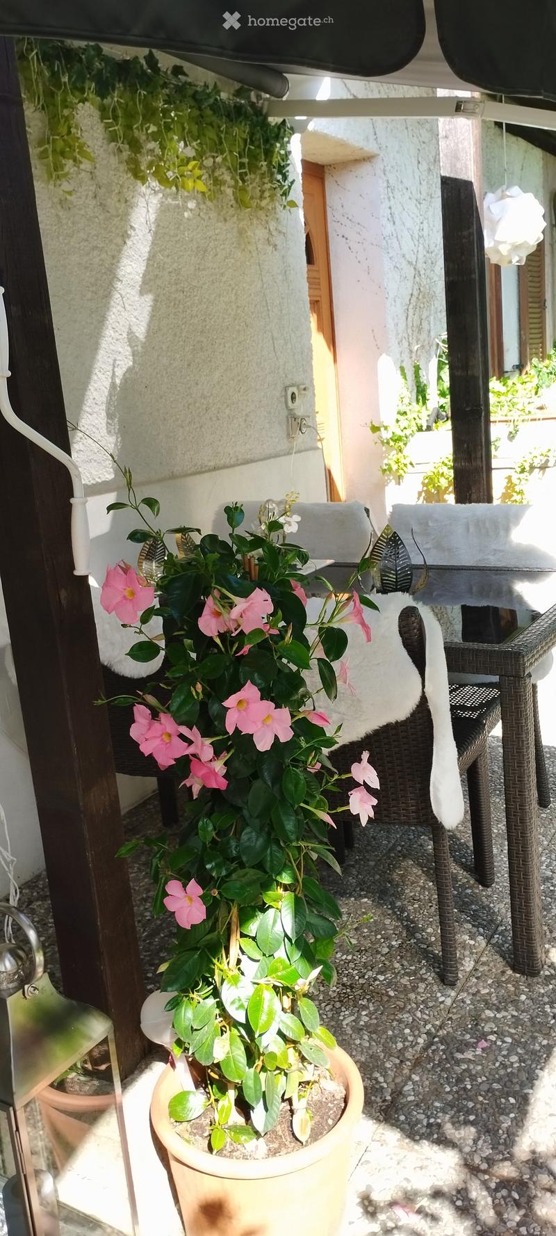 A small outdoor area with a potted plant featuring pink flowers, a wicker chair, and a small table.