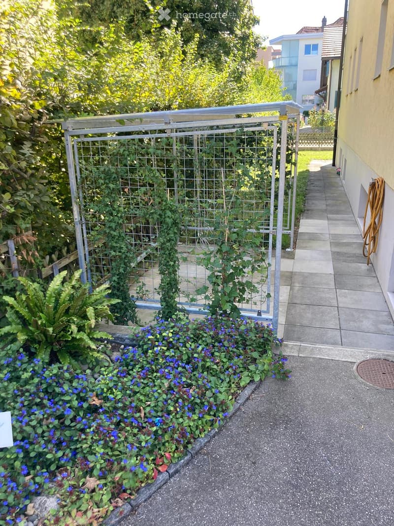 Garden area with a metal gate, climbing plants, blue flowers, and a concrete pathway next to a yellow building.