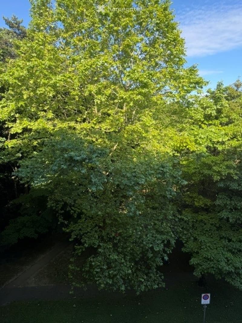 A lush garden area with tall, green trees and dense foliage, providing a serene and natural setting.