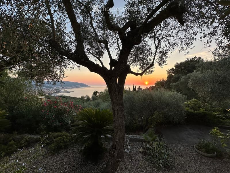 A serene garden with a large olive tree, various shrubs, and a view of the sea and sunset.