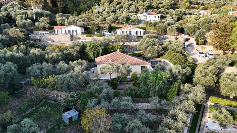 Aerial view of a rural residential area with multiple houses surrounded by olive trees and greenery. The houses have varied architectural styles, including stone walls and tiled roofs, with visible driveways and parked cars.