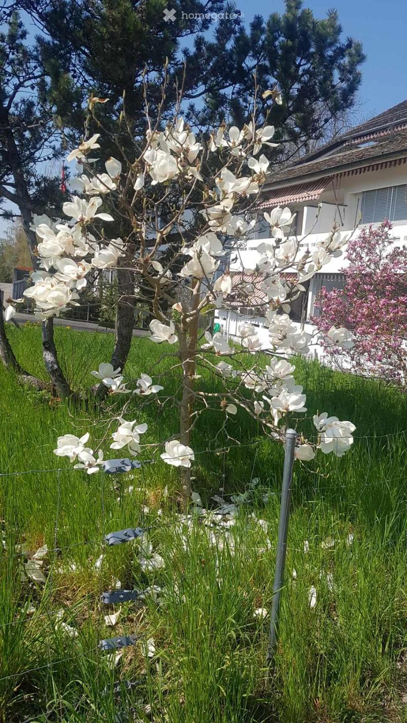 A garden area with a blooming magnolia tree, surrounded by tall grass and a wire fence, with a house visible in the background.