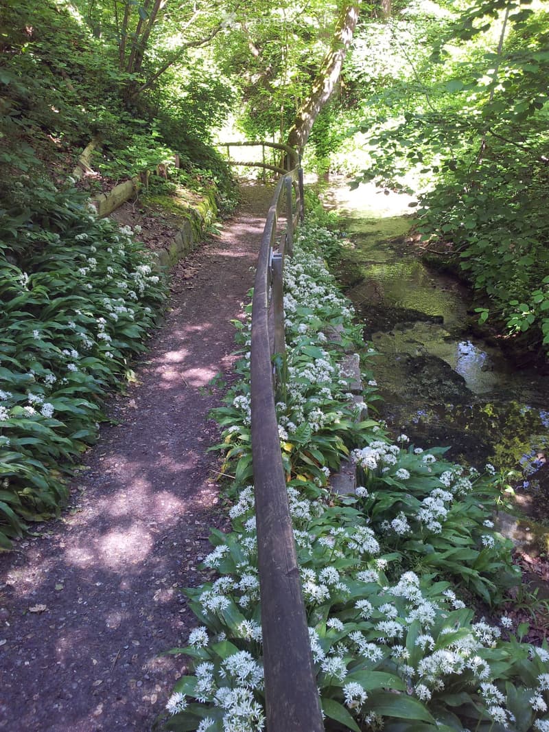 A narrow garden path lined with white flowers and lush greenery, bordered by a wooden railing and a small stream.