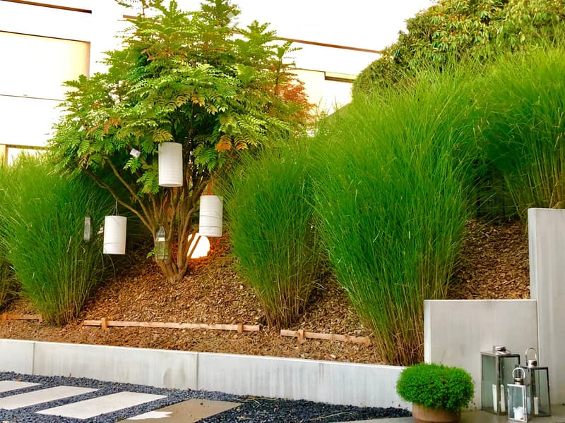 Modern garden with a raised bed, tall grasses, shrubs, and decorative lanterns. The area features a concrete border, stepping stones, and a small potted plant near the edge.