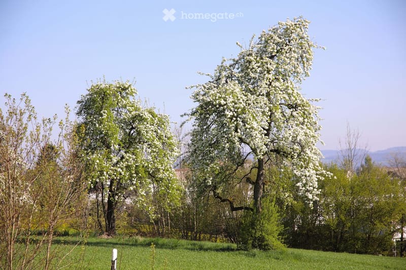 A serene garden scene with blooming white trees and lush green grass under a clear blue sky.