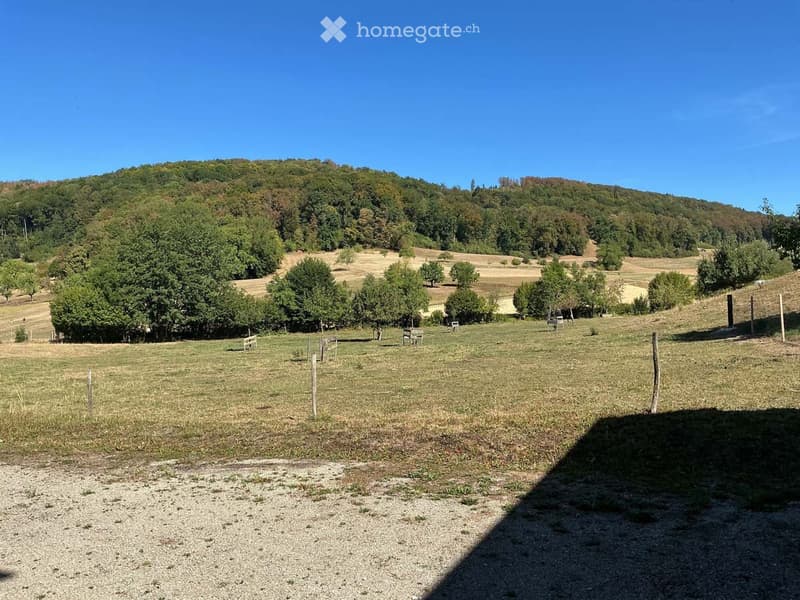 Open grassy field with scattered trees, wooden benches, and a distant forested hill under a clear blue sky.