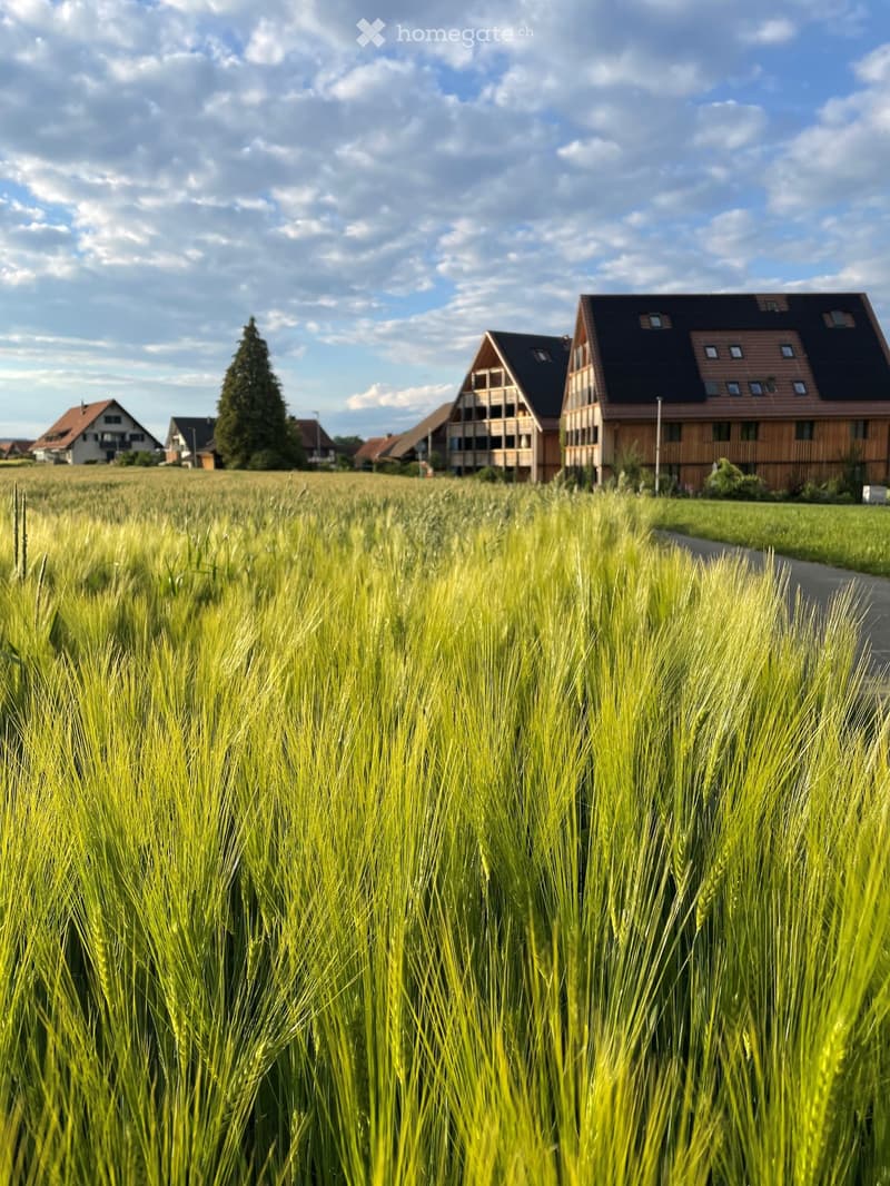 A rural landscape with a field of tall green grass in the foreground and several modern houses in the background, including a two-story wooden house with a dark roof and a smaller house with a red roof.