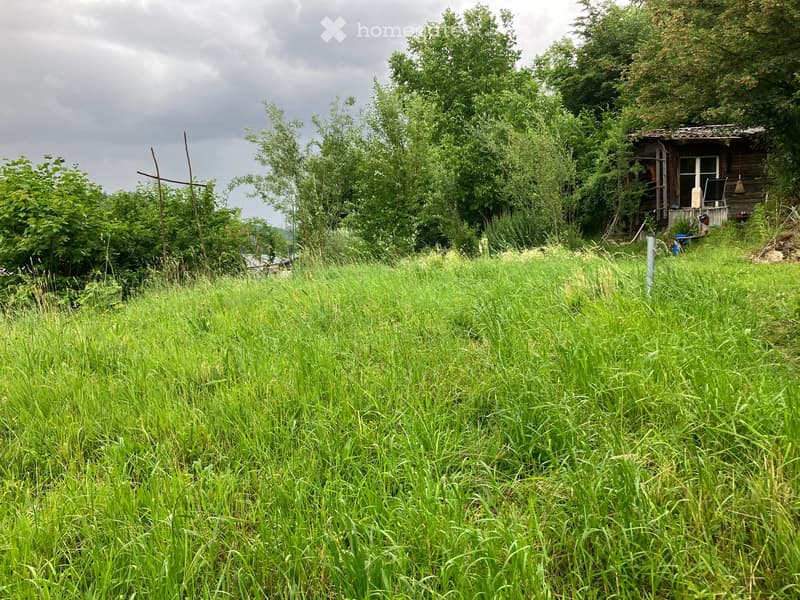 Lush green grass field with a wooden cabin in the background, surrounded by trees and vegetation.
