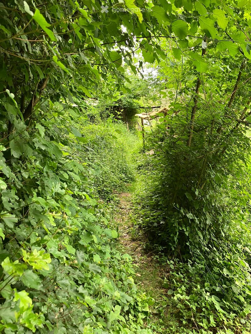 A narrow, overgrown garden path surrounded by dense green foliage and vines, with a small wooden bench partially visible in the background.