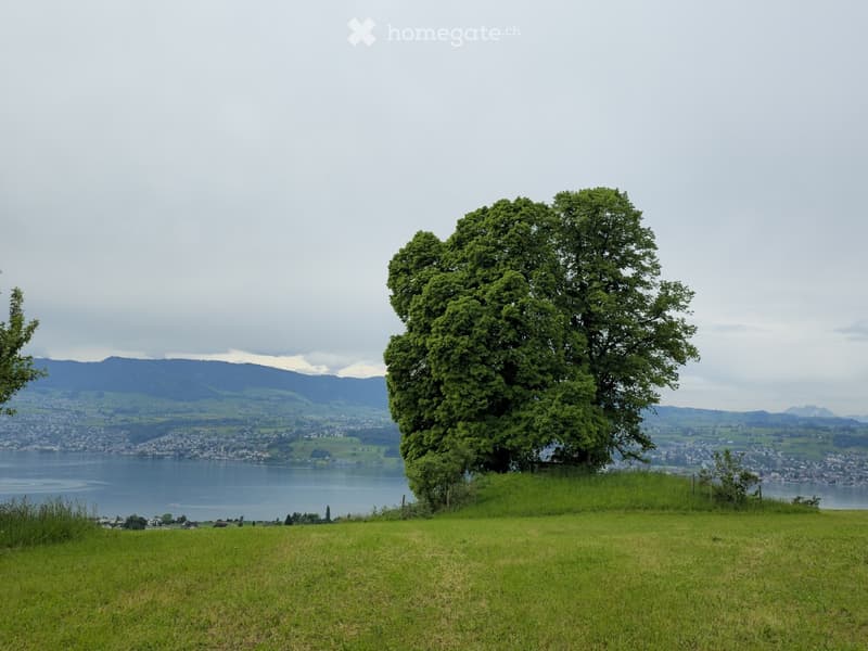 A grassy hill with a large tree, overlooking a lake and distant cityscape with mountains in the background.