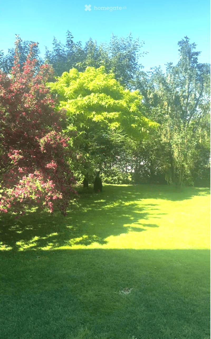 Well-maintained lawn with trees and shrubs, bright sunlight casting shadows, and a clear blue sky.