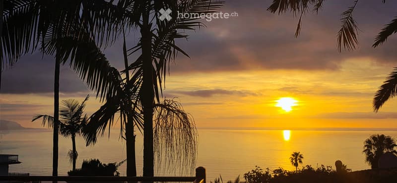 View of a sunset over the ocean with palm trees in the foreground.