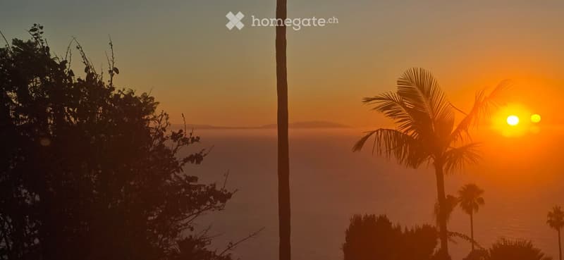 View of a sunset over the ocean with palm trees silhouetted against the sky.