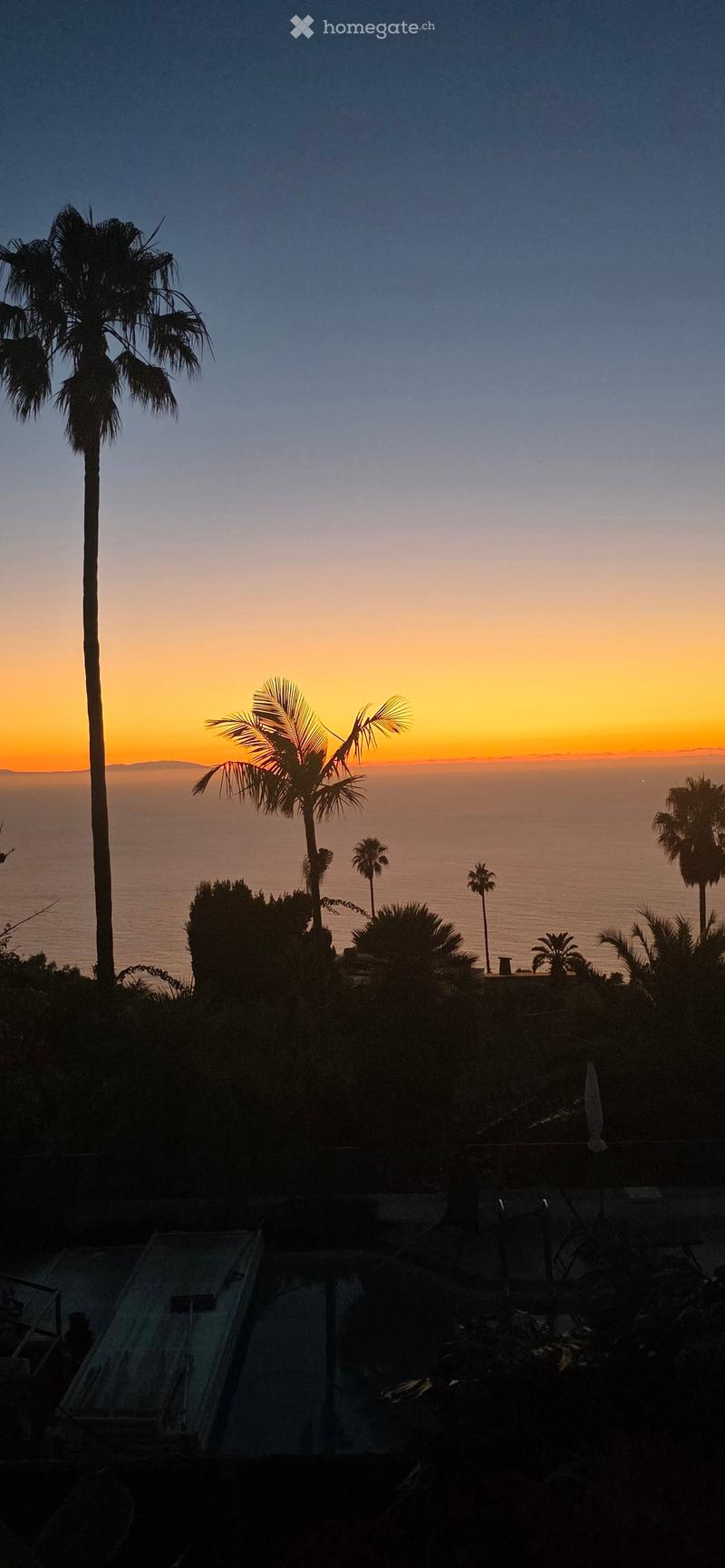 A serene outdoor view at sunset, featuring palm trees, a calm ocean, and a distant horizon.
