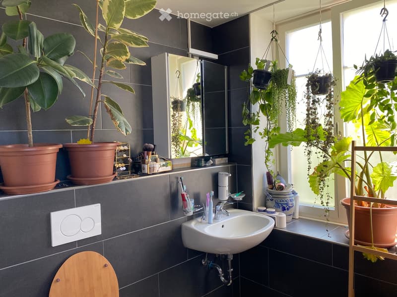 Modern bathroom with dark grey tiles, a white sink, toothbrush holders, a mirror, and several potted plants, including hanging plants and a large leafy plant on the windowsill.