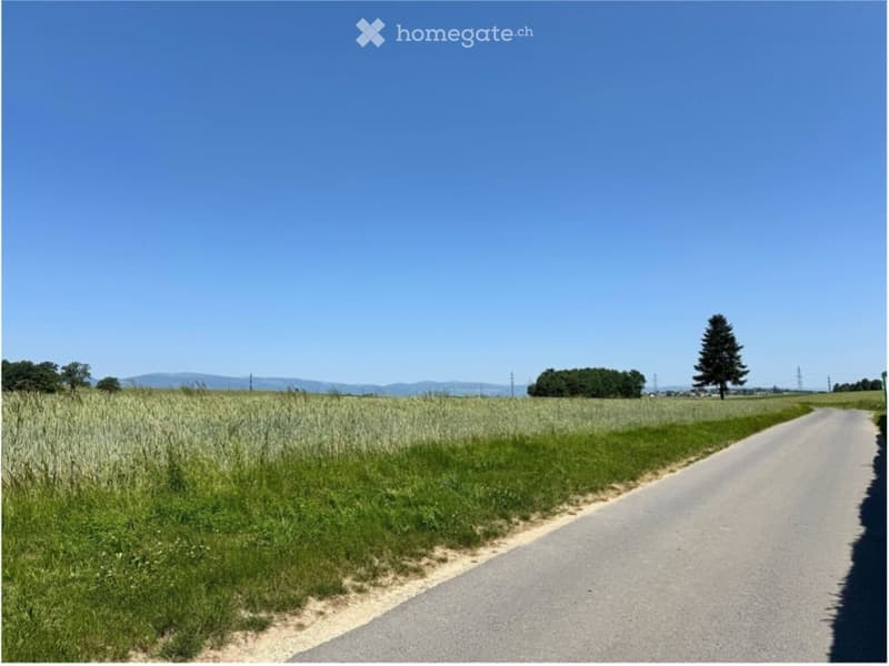 Rural landscape with a paved road running through a field of tall grass, surrounded by trees and distant hills under a clear blue sky.