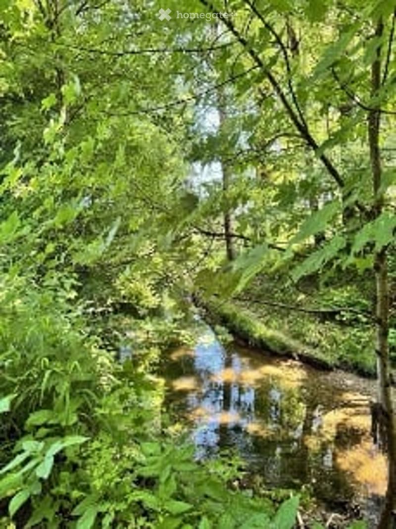 A serene natural setting with a small stream running through a lush, green forest. The water reflects the surrounding trees and foliage, creating a peaceful, tranquil atmosphere.